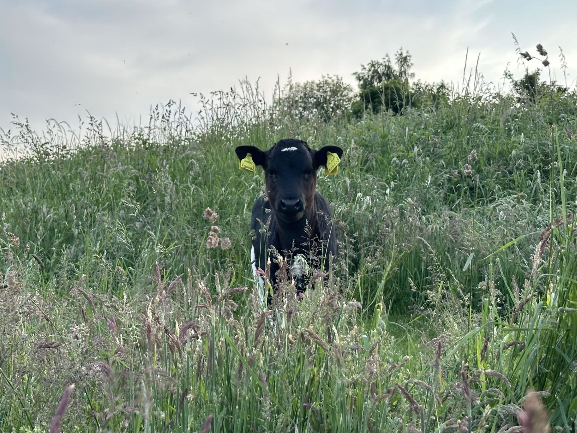 Shetland long grass - Copy